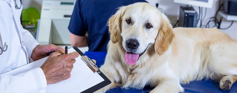 Titer Test For Dogs: Everything You Need To Know | Pet Side