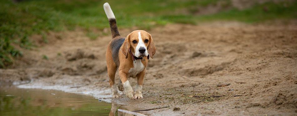 Heavy Panting in Dogs: Why Does it Happen? | Pet Side