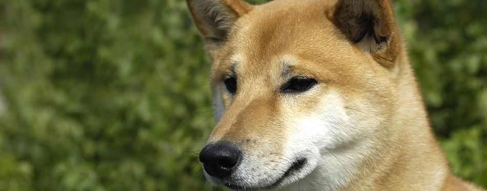 how do you groom canaan dog