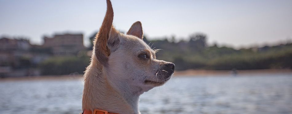 Chihuahua looking at distance