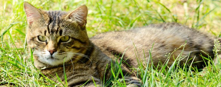 Best Age To Neuter a Cat: Everything You Need To Know | Pet Side