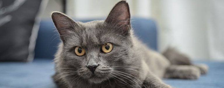 Nebelung Cat: Breed Information, Characteristics and Facts | Pet Side