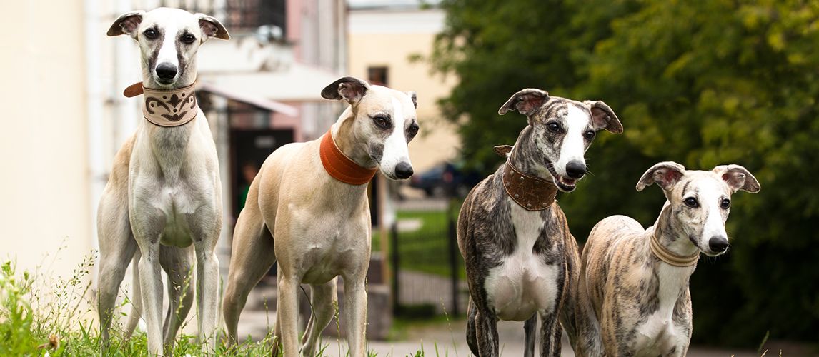 greyhound-vs-whippet-what-s-the-difference-pet-side