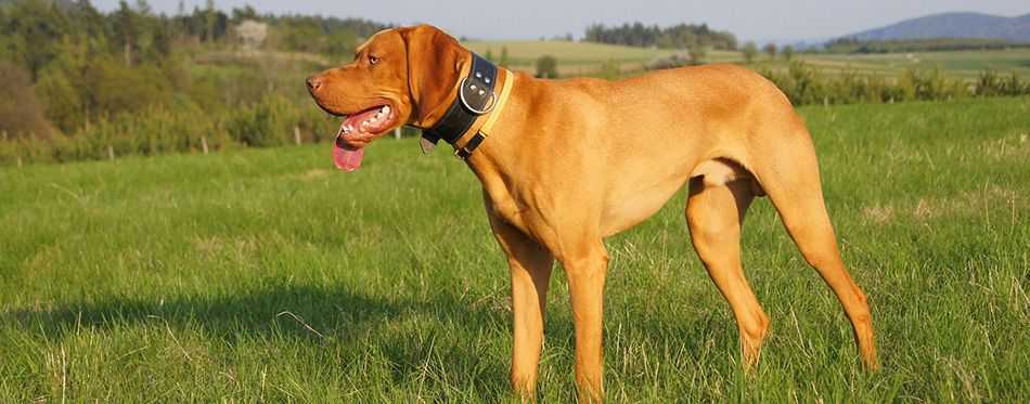 The Vizsla: Breed Facts & Temperaments | Pet Side