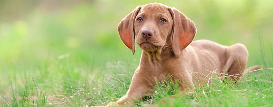 do vizslas have webbed feet