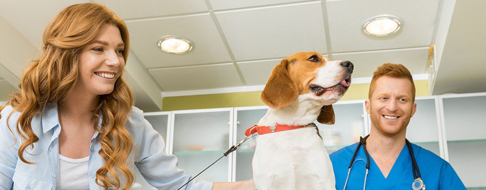 Titer Test For Dogs: Everything You Need To Know | Pet Side