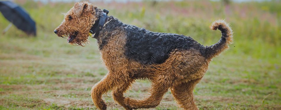 are otterhound aggressive