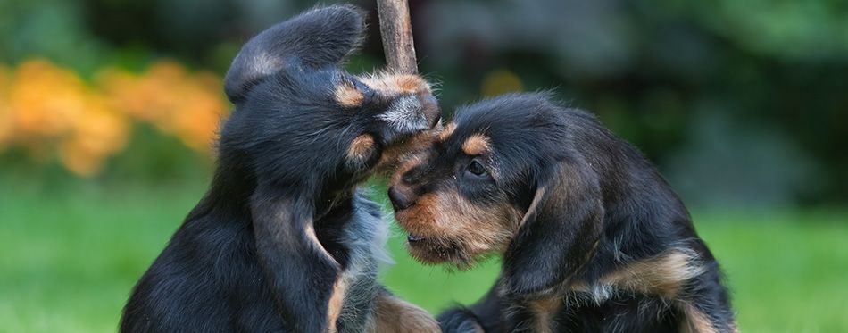 are otterhound aggressive