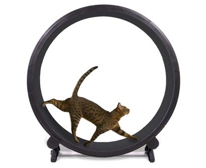 best cat wheel 2020