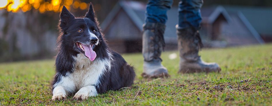 border collie shedding how do we stop or control it