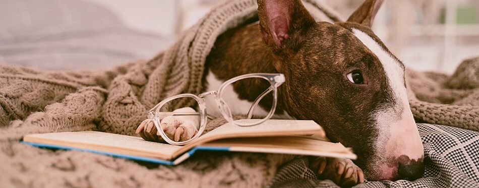 A horizontal photo of dog lying in bed, wearing glasses for vision, covered with a blanket, reading book in cozy apartment