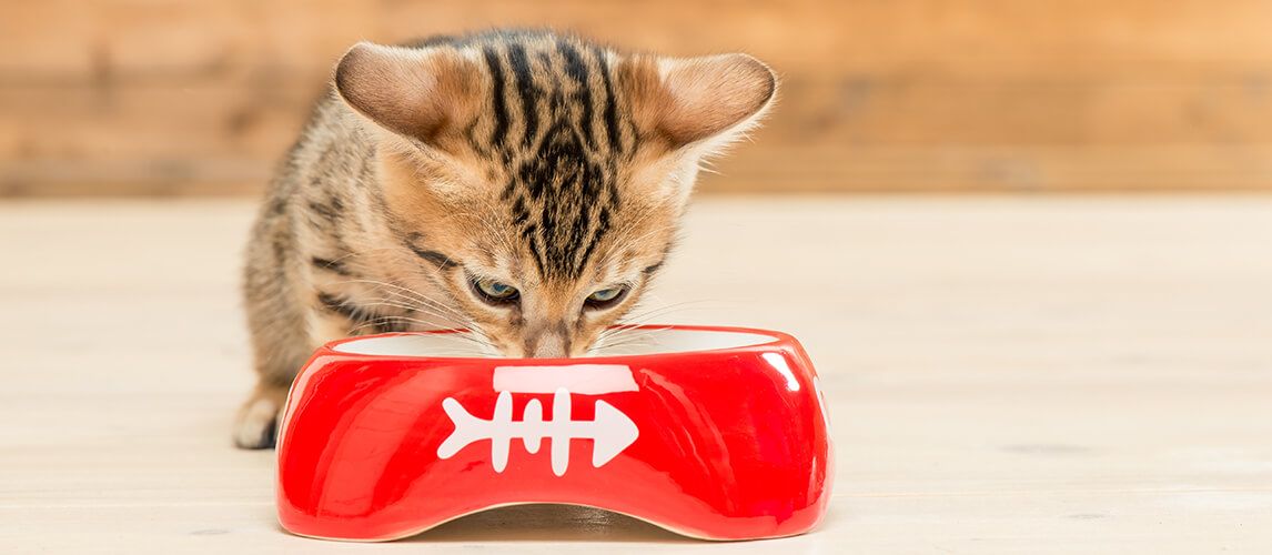 best cat treats for bengals