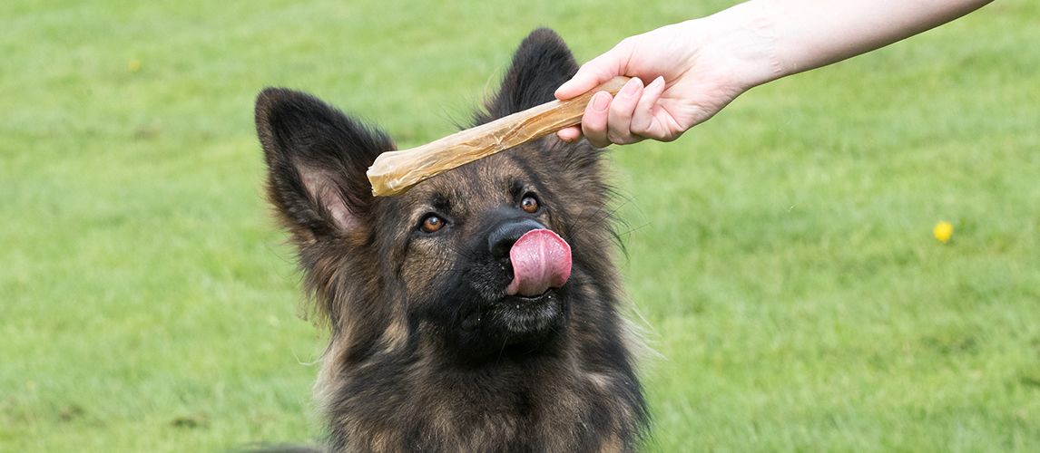 what are the best chew treats for dogs