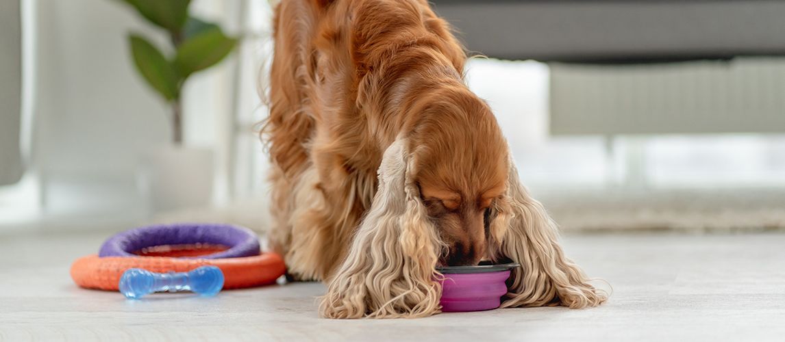 Best puppy food cocker spaniel best sale