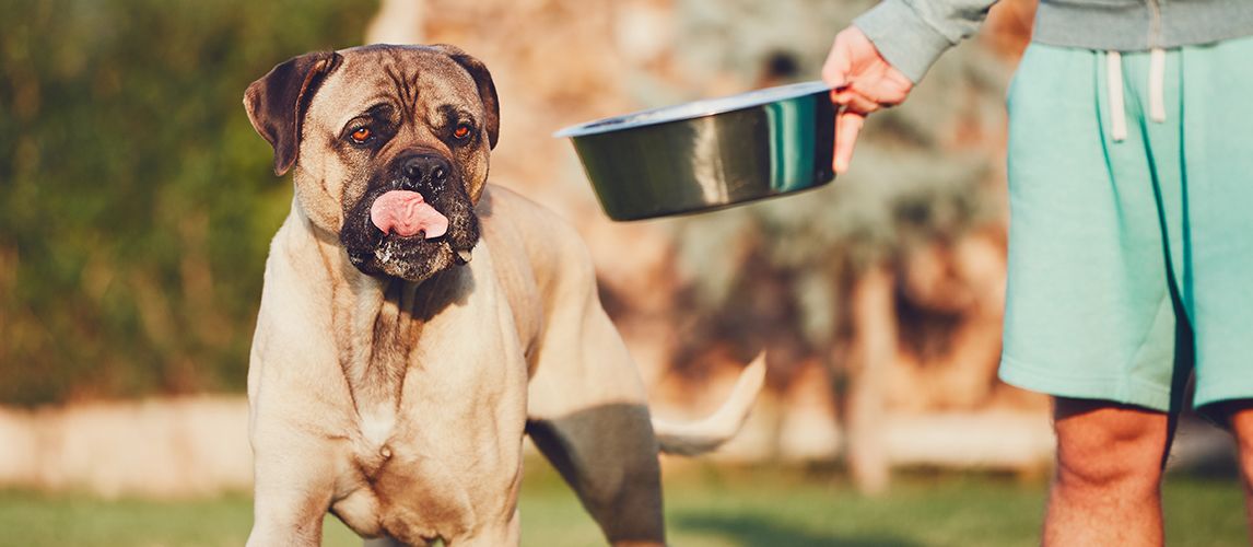 how many cups of food to feed cane corso puppy