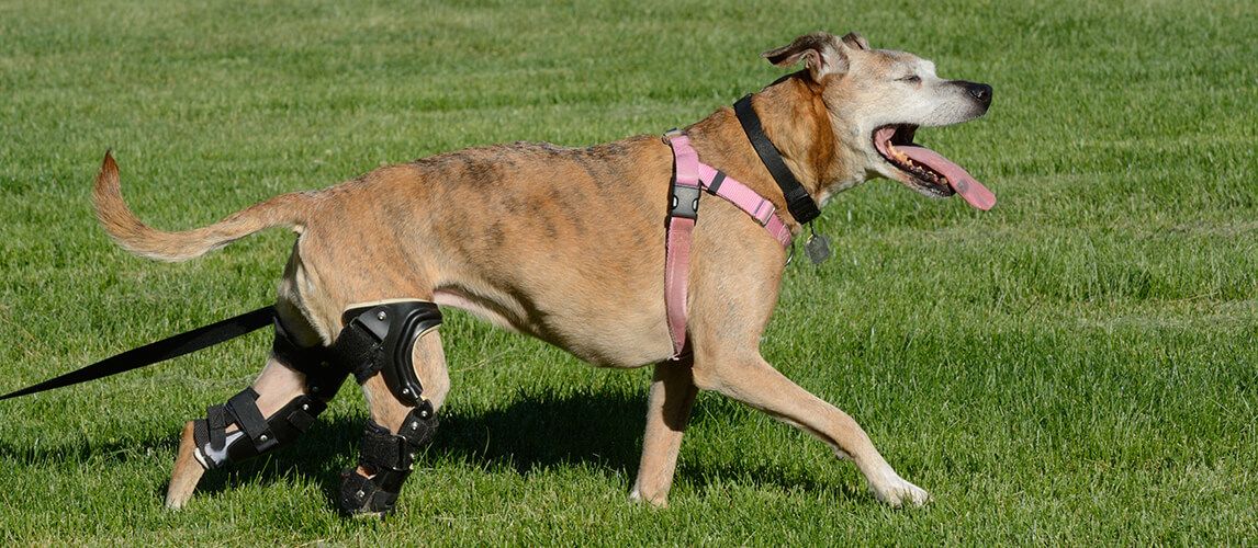 NeoAlly 3-in-1 Dog Front Leg Splint Braces for Support –