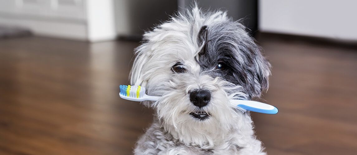 best dog toothbrush which one is right for your dog