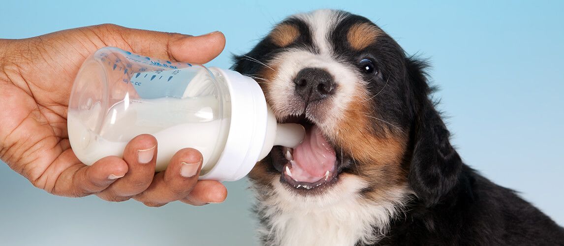 what is a good substitute for puppy milk