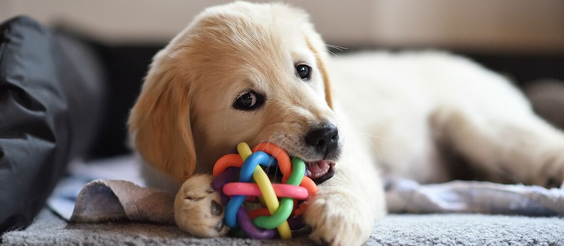 The Best Toys for Blind Dogs in 2022