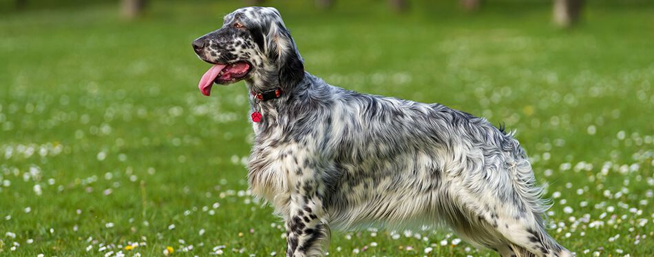 Types of dogs sales with spots