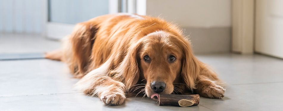 Golden retriever kneeling on the ground