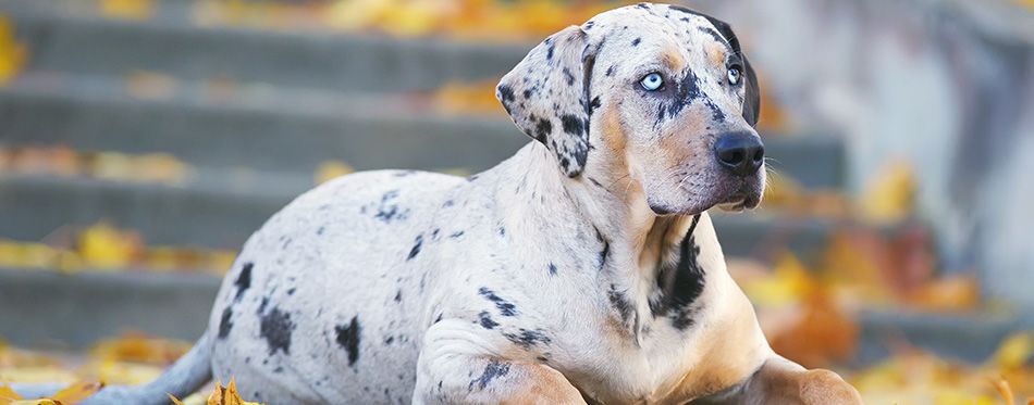 20 Spotted Dog Breeds | Pet Side