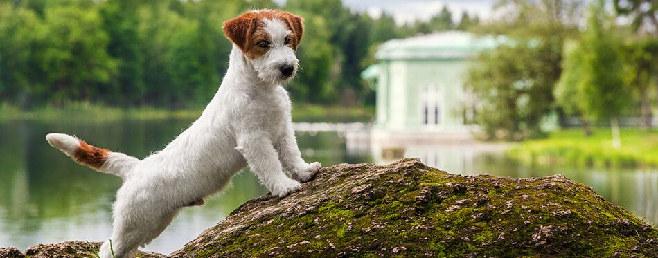 Red Dog with White Spots