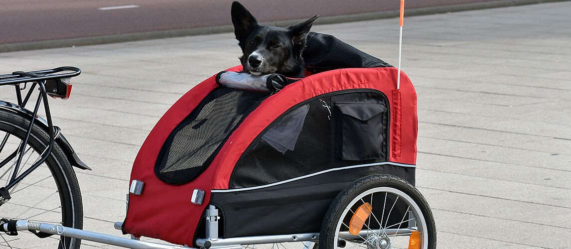 instep bike trailer for dogs