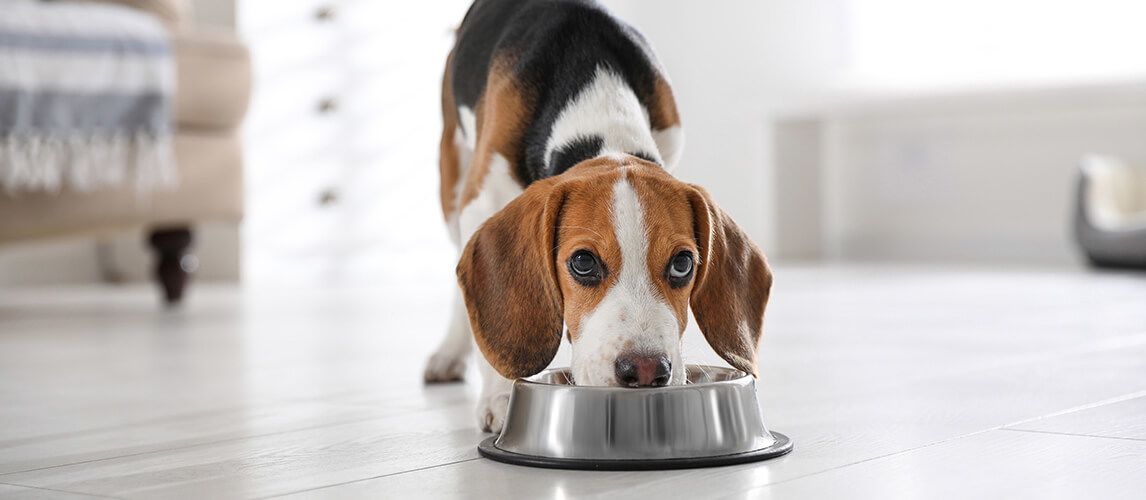 What is the best dog food for discount beagles