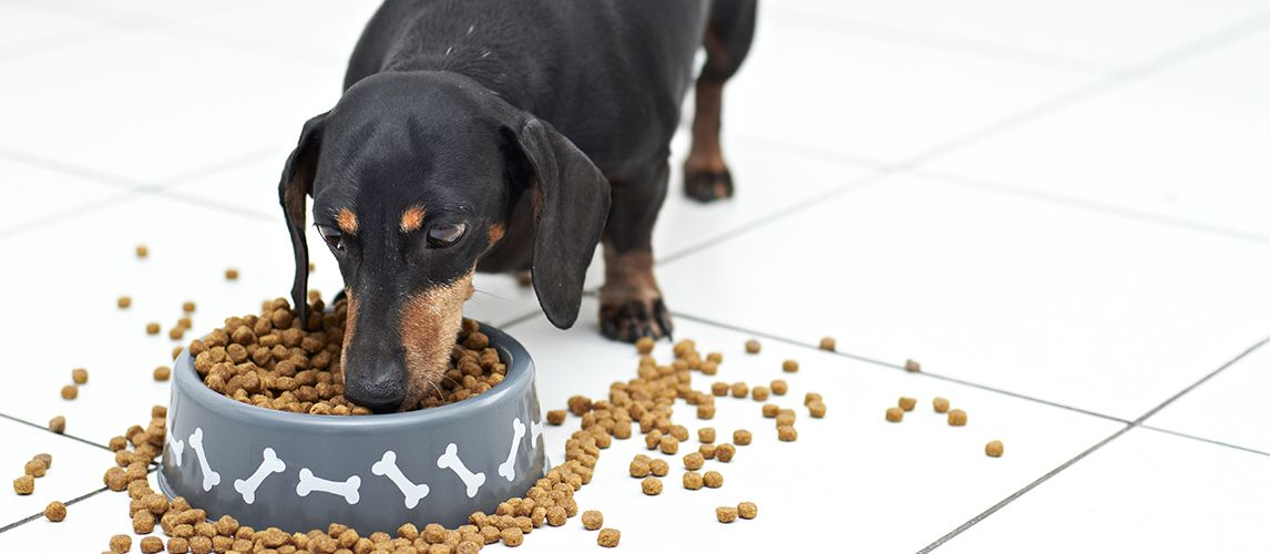 dachshund recommended food