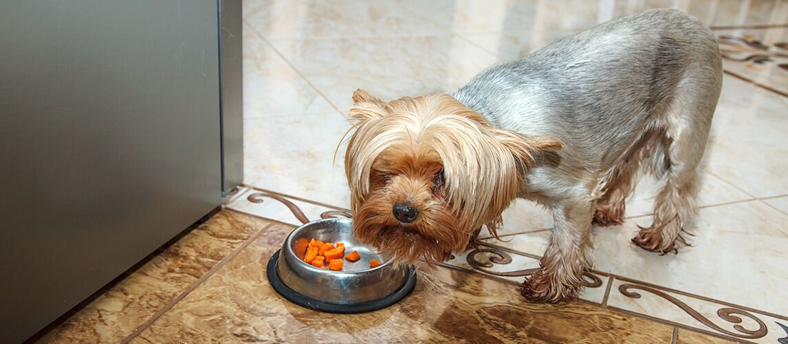 best dog food for yorkies 2021