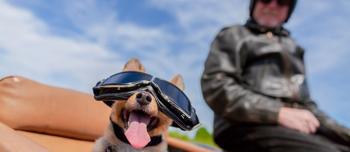 The Best Dog Motorcycle Helmets in 2022 | Pet Side