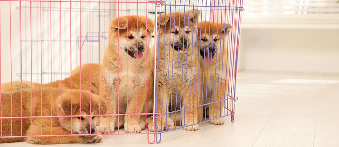 The Best Dog Playpens In 2022 | Pet Side