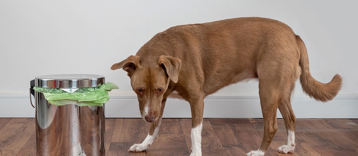 Dog-Proof Trash Cans Archives