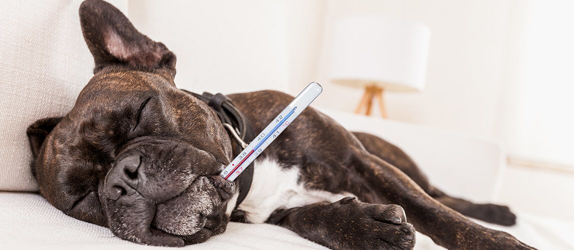 are ear thermometers accurate for dogs