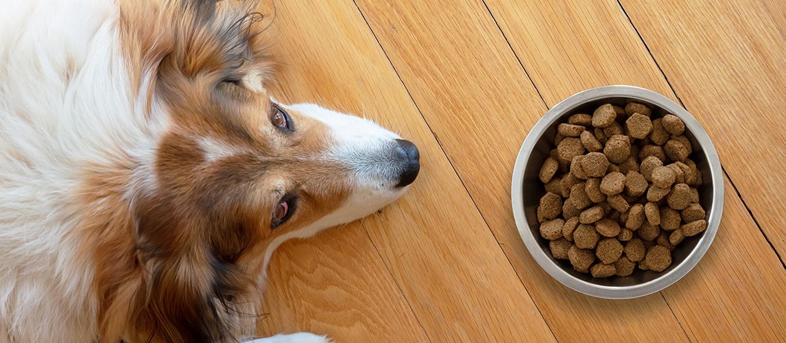 The Best High Protein Dog Food Review In 2021 Pet Side