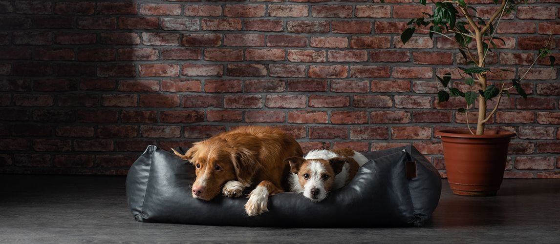 The Best Orthopedic Dog Beds In 2022 | Pet Side