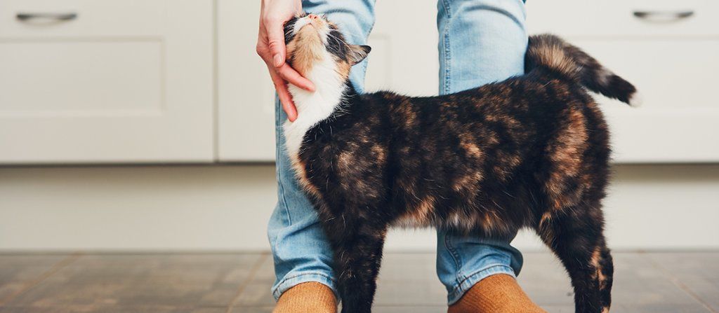 What Does a Cat's Arched Back Mean? | Pet Side