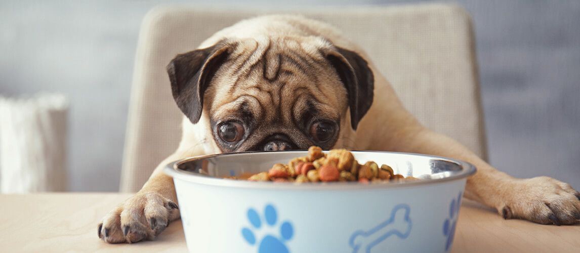 is orijen the best dog food on the market