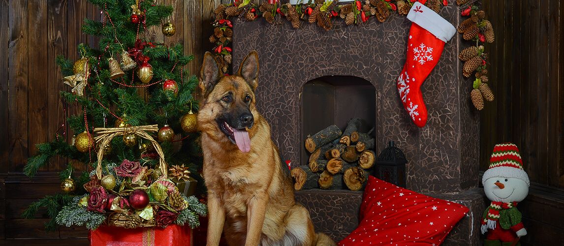 The Best Dog Christmas Stocking In 2022 | Pet Side