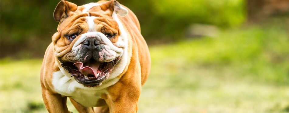 are english bulldogs considered a aggressive breed