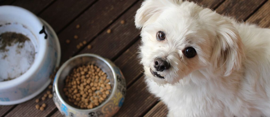 is salmon kibble good for dogs