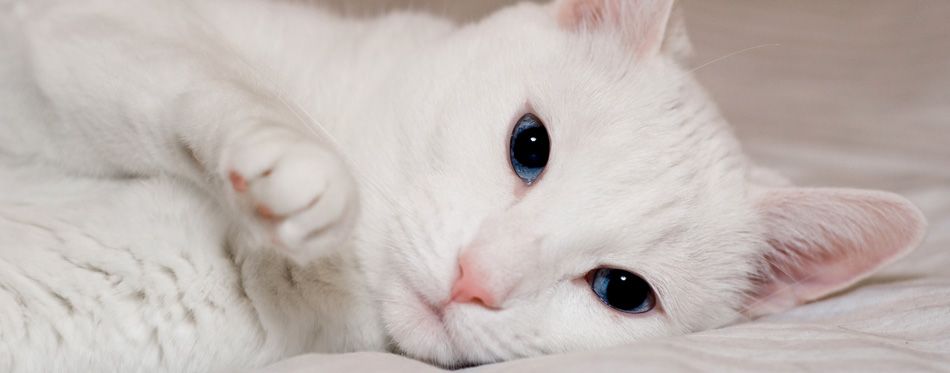 White Cat Breeds