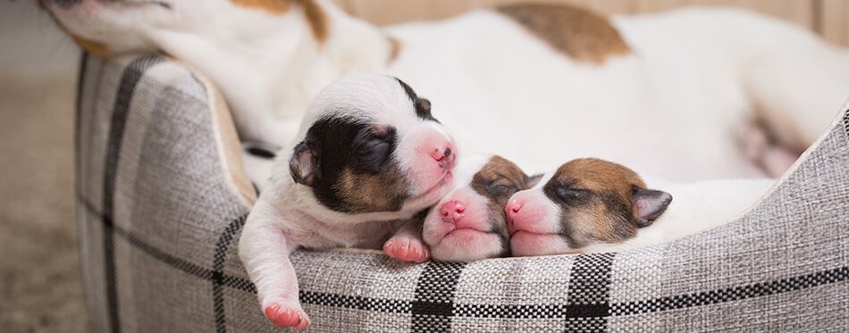 is it ok to touch puppies after they are born