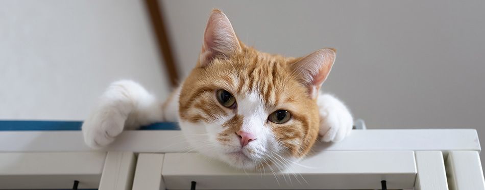 Why do Cats Like to Be Up High? A Helpful Understanding