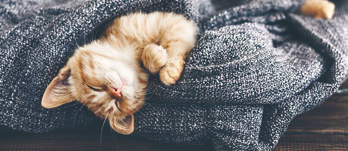 Best shop cat blanket