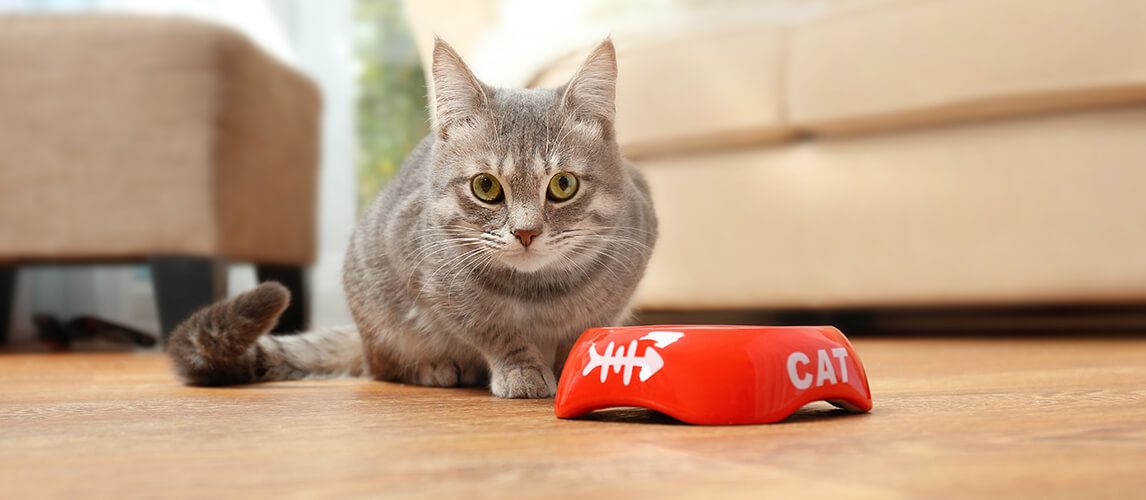 The Best Limited Ingredient Cat Foods For Sensitive Stomachs Pet Side