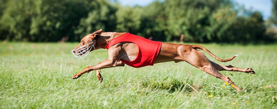 pharaoh hound puppy was born with blue eyes