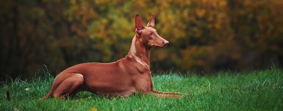 pharaoh hound puppy was born with blue eyes