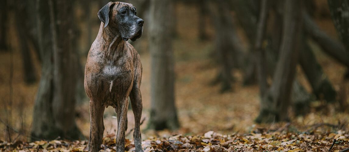 what is the best dog food for great danes